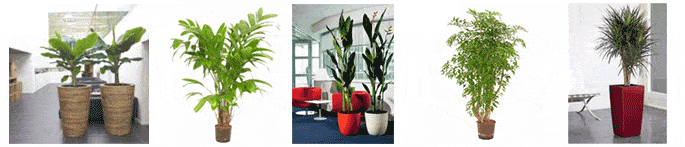 Planten op kantoor Kantoorbeplanting